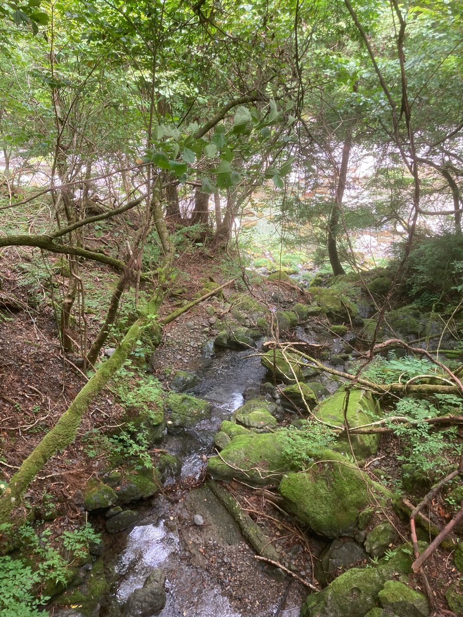 みたらい渓谷へ向かう森の中の沢