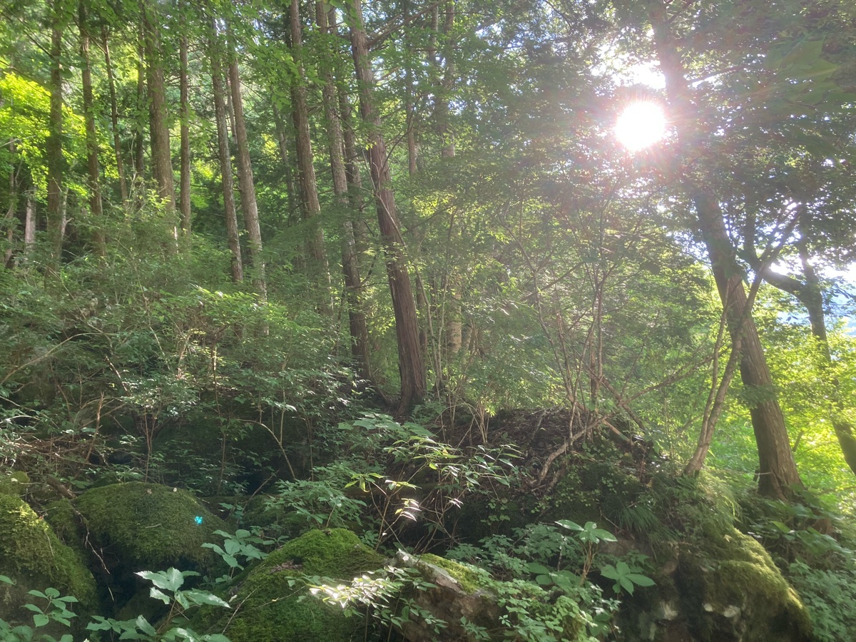 木漏れ日が差し込む道中の森